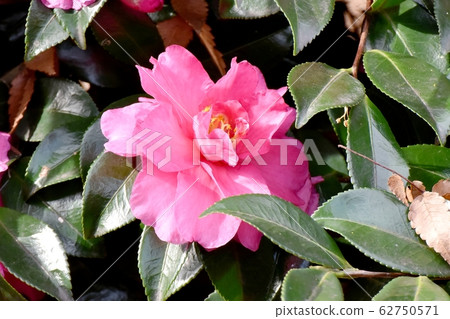 開花在三鷹中原的桃紅色甲蟲花 開花在三鷹中原的桃紅色甲蟲花 62750571