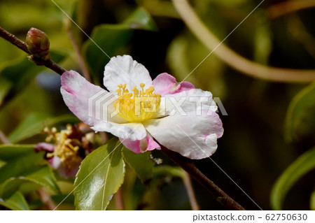 粉色和白色的山茶花盛開在三鷹中原 粉色和白色的山茶花盛開在三鷹中原 62750630
