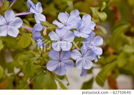 淺藍色Rurimatsuri花盛開在三鷹中原 62750640