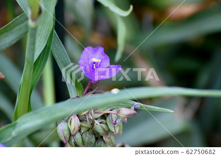在三鷹中原開花的紫色紫色白薯 在三鷹中原開花的紫色紫色白薯 62750682