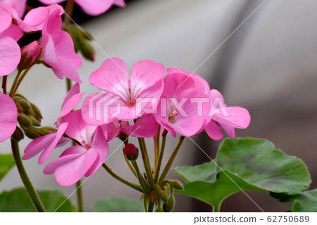 Pink geranium flowers in Mitaka Nakahara Pink geranium flowers in Mitaka Nakahara 62750689