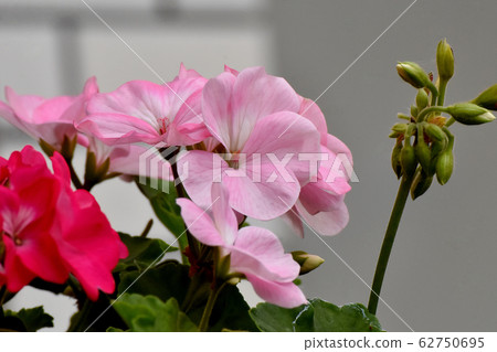 Pink geranium flowers in Mitaka Nakahara Pink geranium flowers in Mitaka Nakahara 62750695