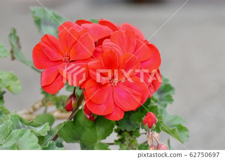 Red geranium flower blooming in Mitaka Nakahara Red geranium flower blooming in Mitaka Nakahara 62750697