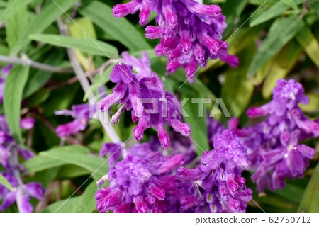 Purple amethyst sage (Salvia leucansa) flowers blooming in Mitaka Nakahara Purple amethyst sage (Salvia leucansa) flowers blooming in Mitaka Nakahara 62750712