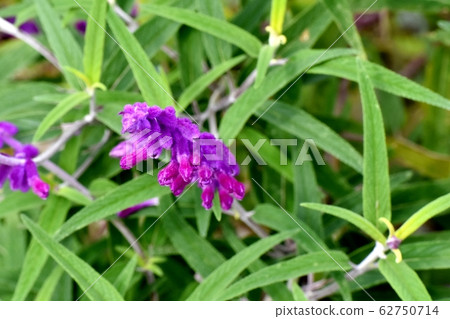 Purple amethyst sage (Salvia leucansa) flowers blooming in Mitaka Nakahara 62750714