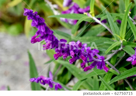 紫色的紫水晶聖人(Salvia leucansa)花盛開在三鷹中原 紫色的紫水晶聖人(Salvia leucansa)花盛開在三鷹中原 62750715