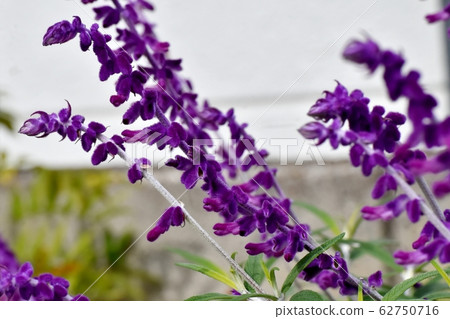 Purple amethyst sage (Salvia leucansa) flowers blooming in Mitaka Nakahara 62750716