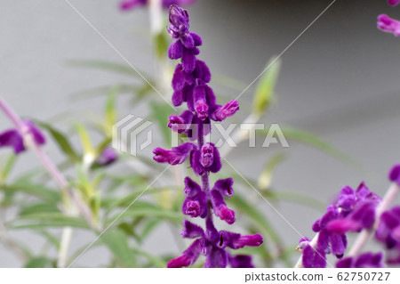 紫色的紫水晶聖人（Salvia leucansa）花盛開在三鷹中原 62750727