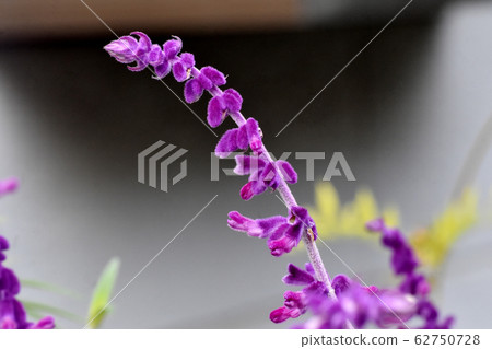 紫色的紫水晶聖人(Salvia leucansa)花盛開在三鷹中原 紫色的紫水晶聖人(Salvia leucansa)花盛開在三鷹中原 62750728