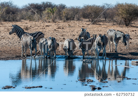 A group of Zebras in Etosha A group of Zebras in Etosha 62750732