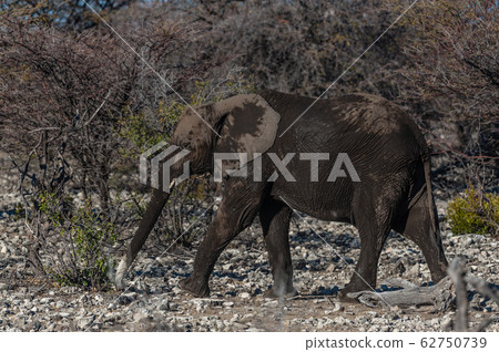 Closeup of an African Elephant Passing By Closeup of an African Elephant Passing By 62750739