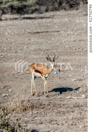 One Impala on the plains of Etosha One Impala on the plains of Etosha 62750740