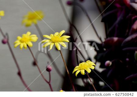 在三鷹中原盛開的紅寶石項鍊(紫色月亮)之花 在三鷹中原盛開的紅寶石項鍊(紫色月亮)之花 62750842