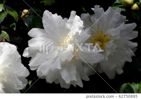 中山三鷹盛開的白色山茶花 62750895