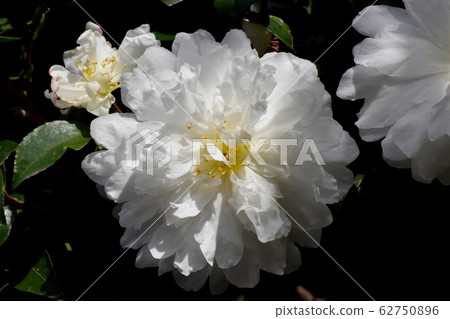 White camellia flowers blooming in Mitaka Nakahara 62750896