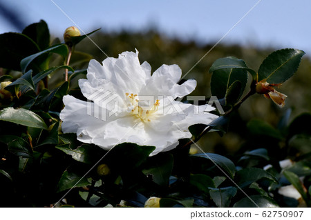 中山三鷹盛開的白色山茶花 中山三鷹盛開的白色山茶花 62750907