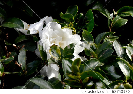 中山三鷹盛開的白色山茶花 62750920
