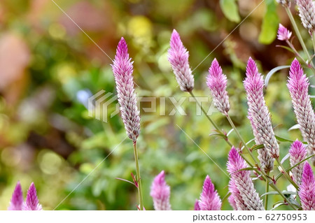 在三鷹中原盛開的粉紅色花朵（Serussia） 62750953