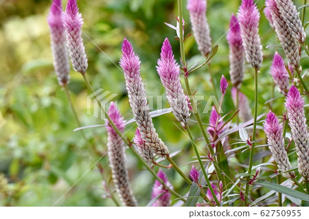 在三鷹中原盛開的粉紅色花朵（Serussia） 62750955