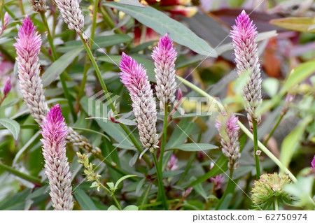 在三鷹中原盛開的粉紅色花朵（Serussia） 62750974