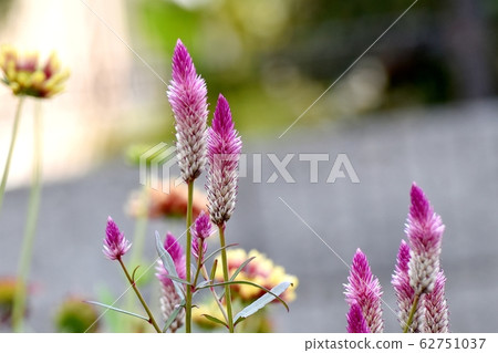 Pink blossoms (Serussia) blooming in Mitaka Nakahara 62751037