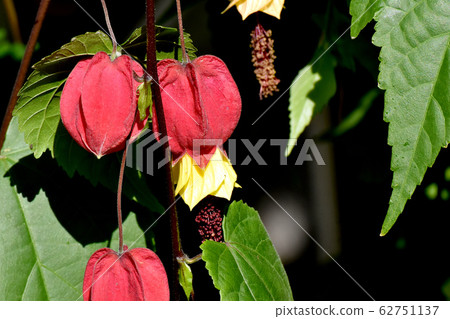 Red Tyrolean lamp blooming in Mitaka Nakahara 62751137