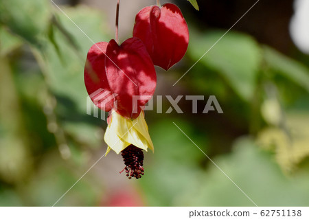 紅色的蒂羅爾燈盛開在三鷹中原 62751138