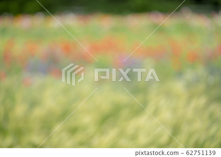 花卉園的顏色（圖像） 62751139