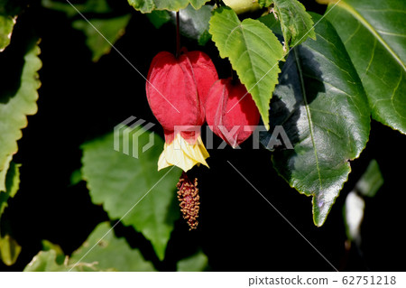 紅色和黃色的提洛爾燈（abtilon）花盛開在三鷹中原 62751218