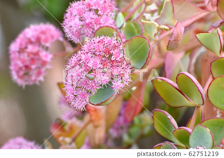 Misebaya的粉紅色花朵，在三鷹中原盛開的肉質植物 62751219