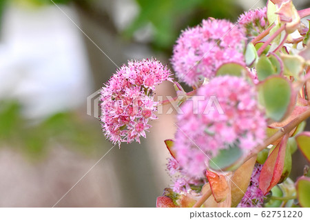 Misebaya的粉紅色花朵，在三鷹中原盛開的肉質植物 62751220