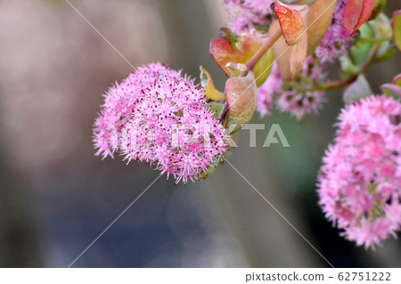 Pink flower of Misebaya, a succulent plant that blooms in Mitaka Nakahara 62751222