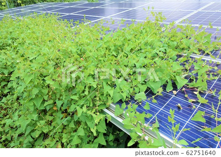 雜草叢生的太陽能發電廠 雜草叢生的太陽能發電廠 62751640