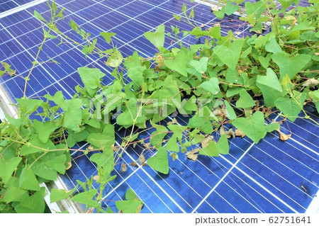 Solar power plant with overgrown weeds Solar power plant with overgrown weeds 62751641