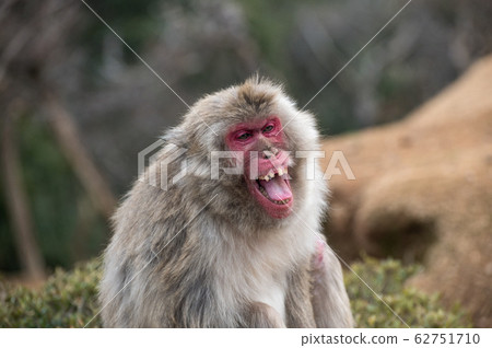 Angry Japanese macaque Arashiyama Monkey Park Iwatayama 62751710