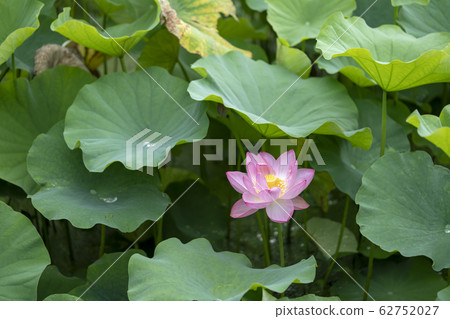 蓮花 蓮花 62752027