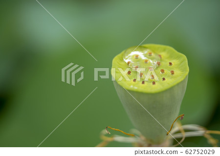 Lotus Lotus 62752029