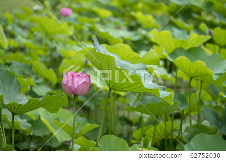 蓮花 蓮花 62752030