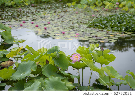 蓮花 62752031