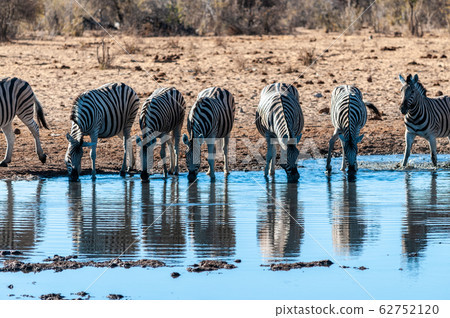A group of Zebras in Etosha 62752120