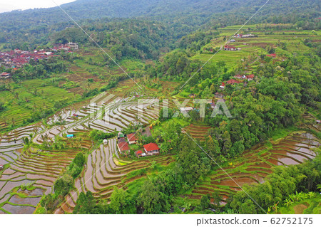 巴厘島的賈蒂瑞水稻梯田 62752175