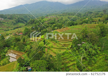 Jati Rui rice terraces in Bali 62752176