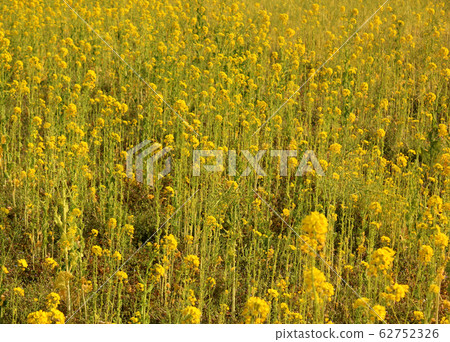 Rape field of Hamarikyu dyed yellow (4) Rape field of Hamarikyu dyed yellow (4) 62752326