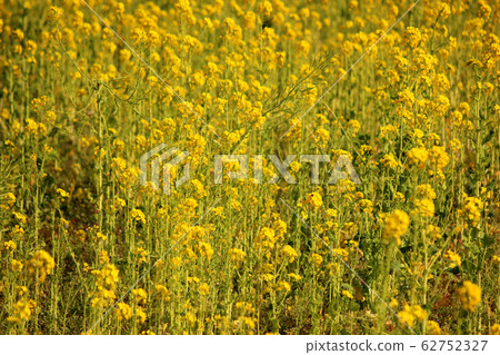 Rape flower field of Hamarikyu dyed yellow (5) 62752327