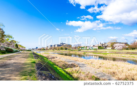 Kyoto Kamogawa (around Marutamachi Bridge) in spring 62752375