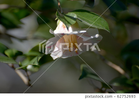Variegated camellia 62752693