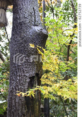 Nomiya Shrine Torii of Kuroki 62752739