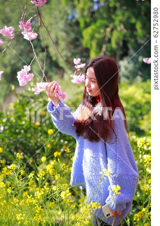 Snow cracker cherry tree 62752980