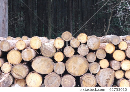 Wood 62753010