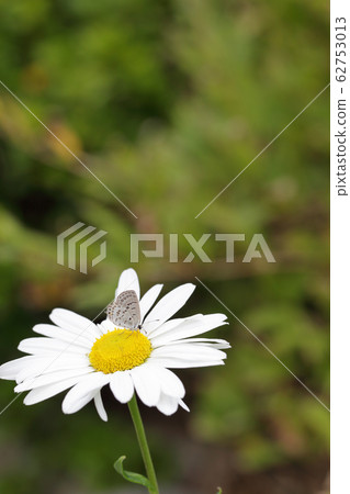 金錢草科和鷹花 金錢草科和鷹花 62753013